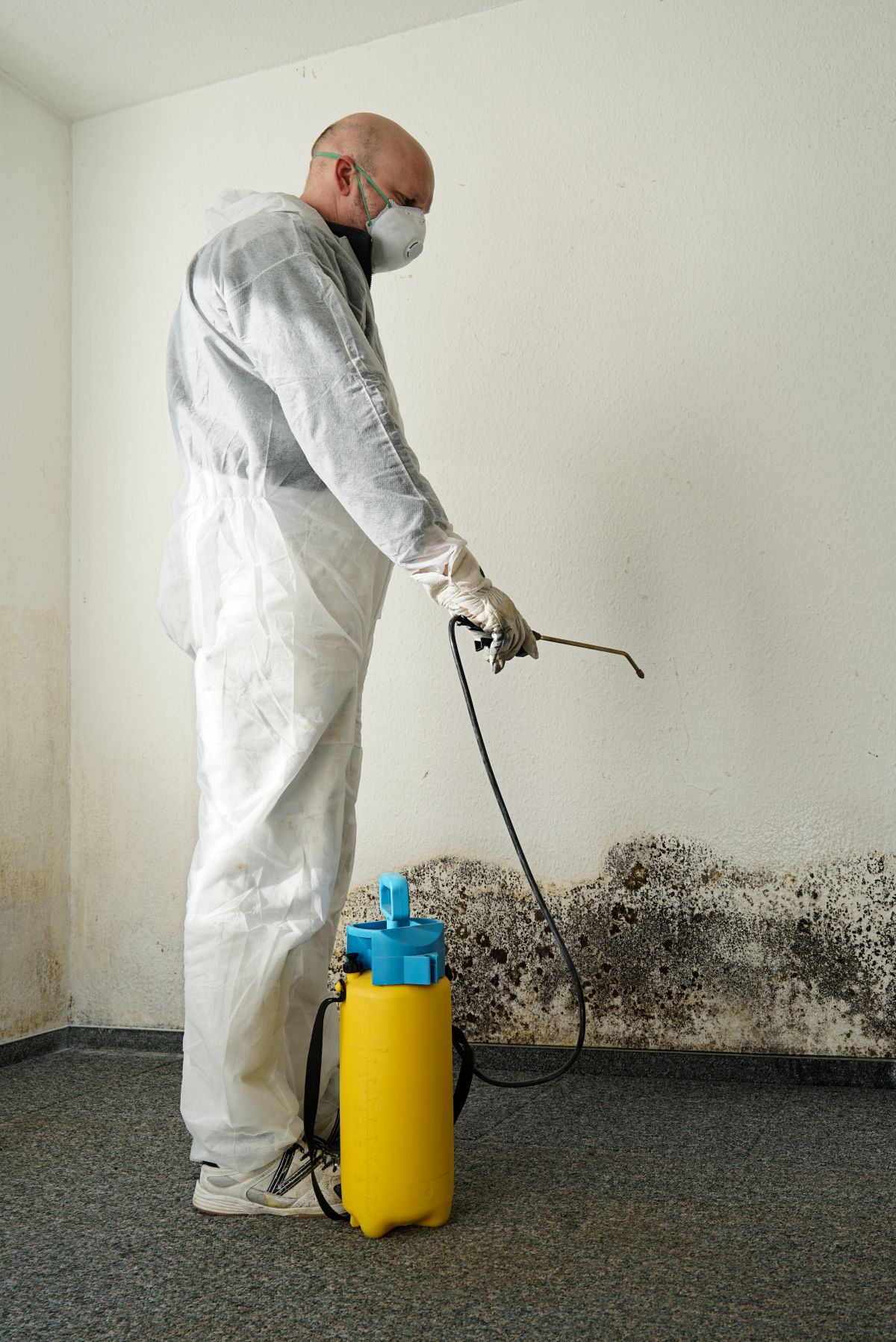 Mold Remediation Service