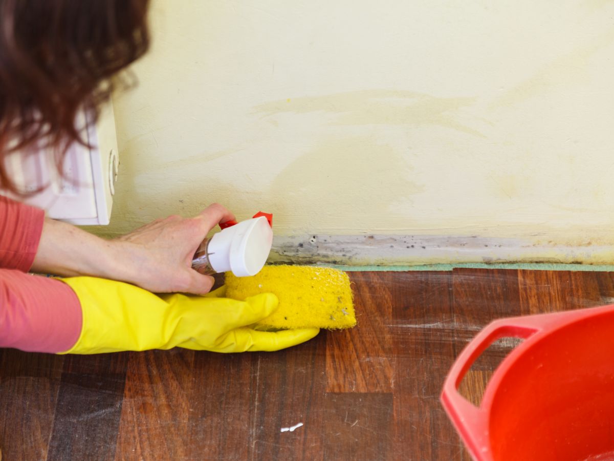 Mold Remediation Service