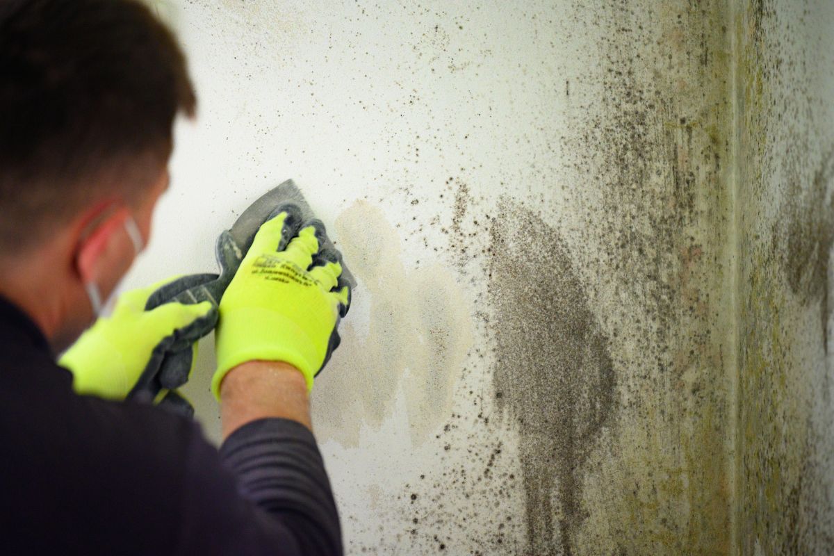 Mold Removal Services,